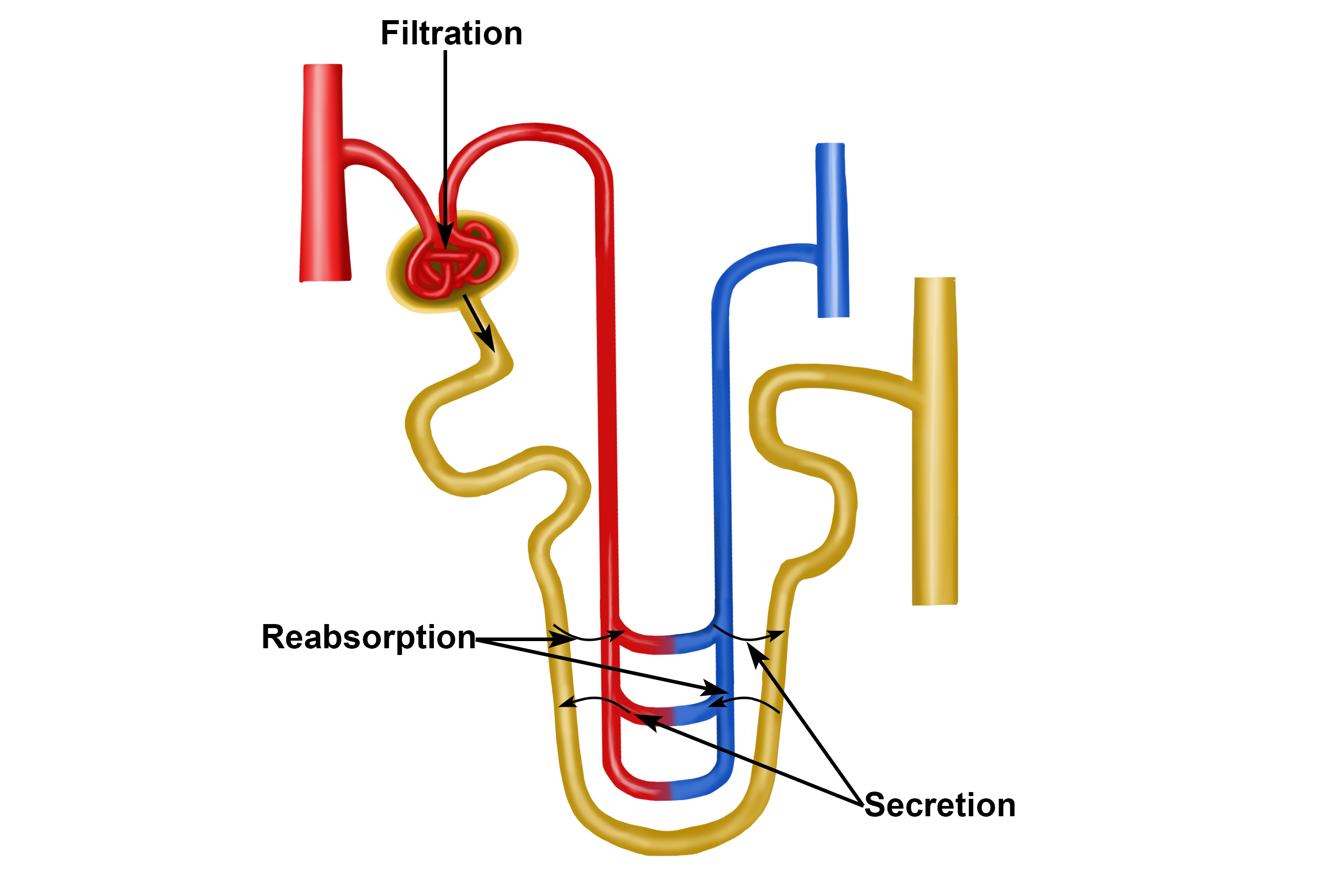Simplified diagram showing the re-absorption and secretion of blood into the tubule
